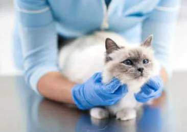 Article_Felines_2 Article_Felines_2