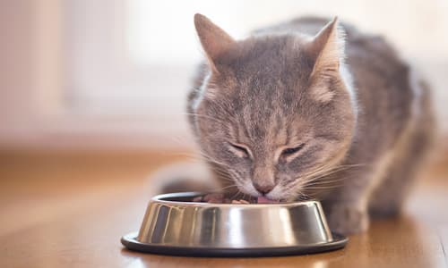 IVE_Vets Nurses Focus20_Clinical Nutrition_OL_CourseThumb