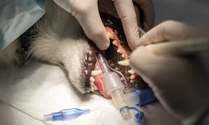 IVE_NCert(Dent)_FF_CourseThumb