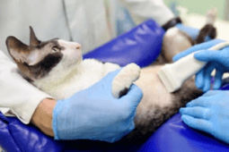 UK_IVE_Newsletter_Courses_POCUS_March