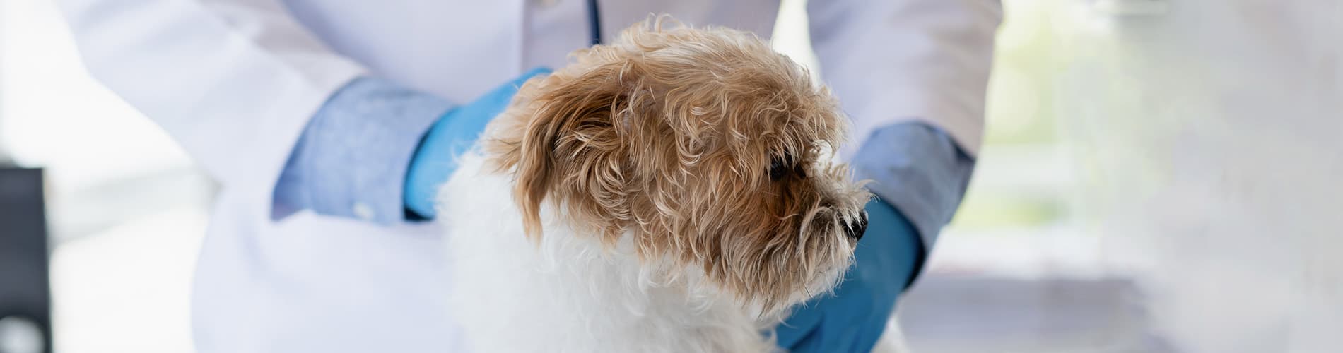 IVE_GPCert_SummaryThumb